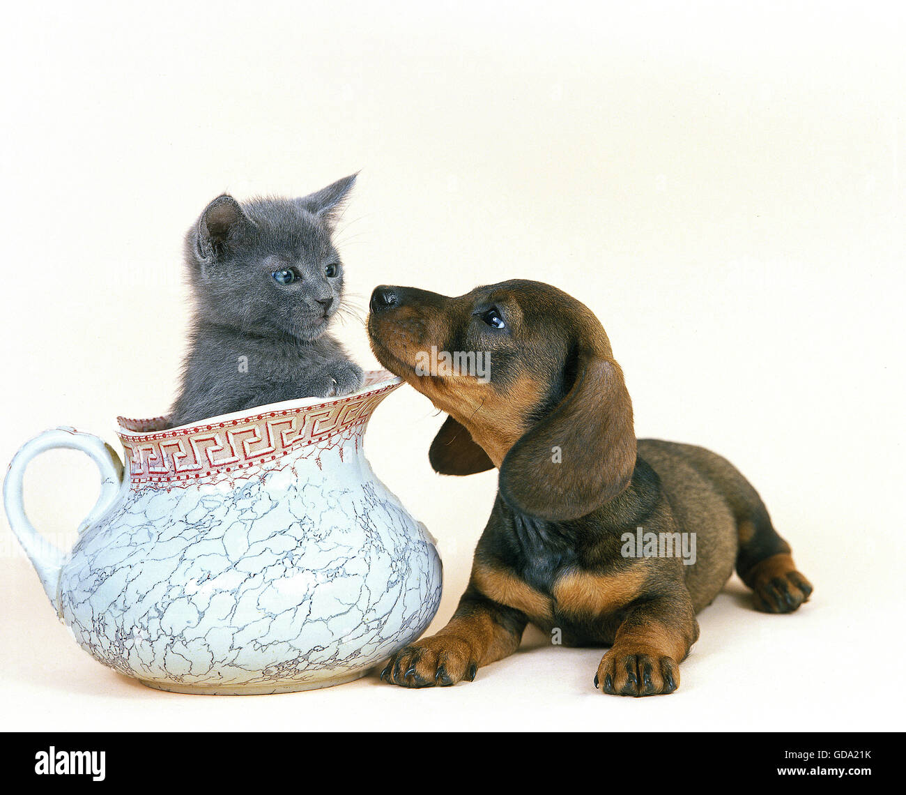 SMOOTH-HAIRED DACHSHUND PUP WITH CHARTREUX KITTEN Stock Photo