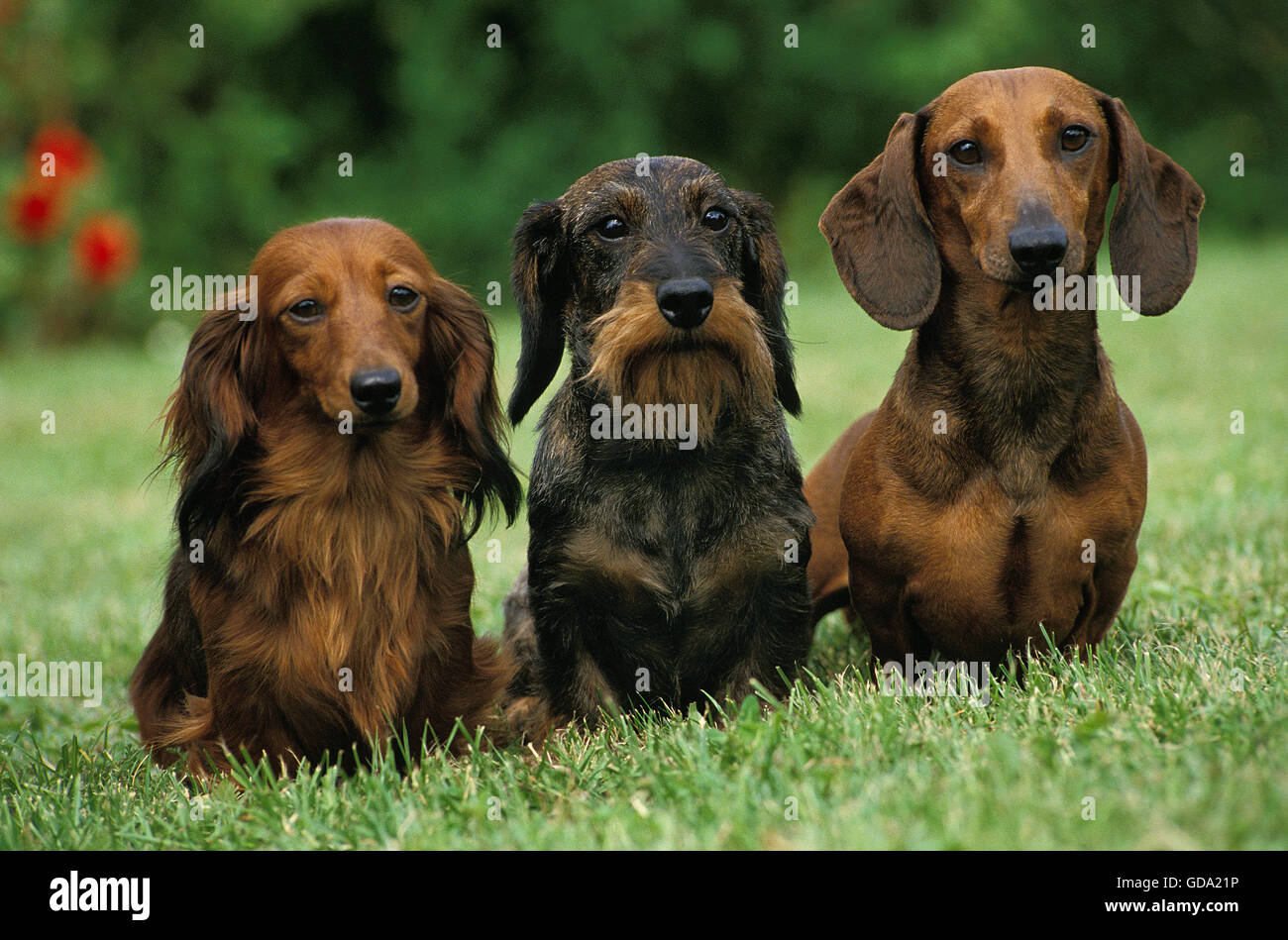 Wire-Haired and Smoot-Haired and Long-Haired Dachshund standing on Lawn Stock Photo