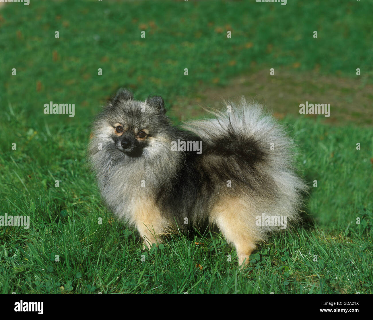 Miniature German Spitz Dog, Adult standing on Grass Stock Photo