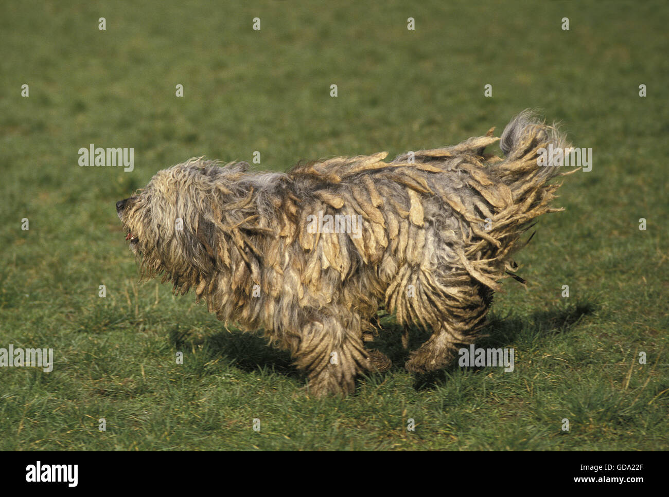Bergamasco Sheepdog or Gergamese Shepherd, Adult running Stock Photo