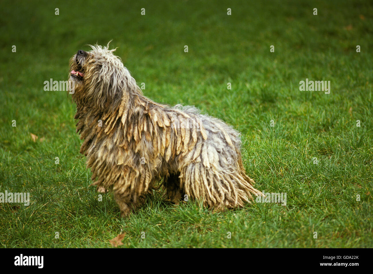 Bergamasco Sheepdog or Bergamese Shepherd, Adult standing on Grass Stock Photo