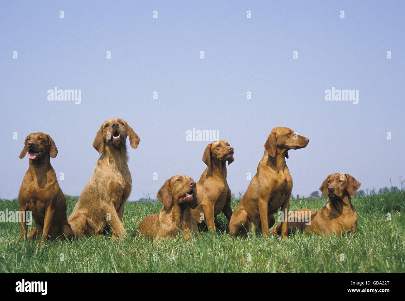 Hungarian Pointer or Vizsla Dog, Adults standing on Grass Stock Photo