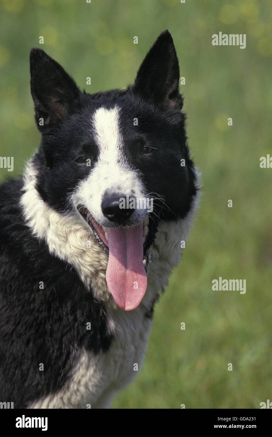 Portrait of Karelian Bear Dog with Tongue out Stock Photo