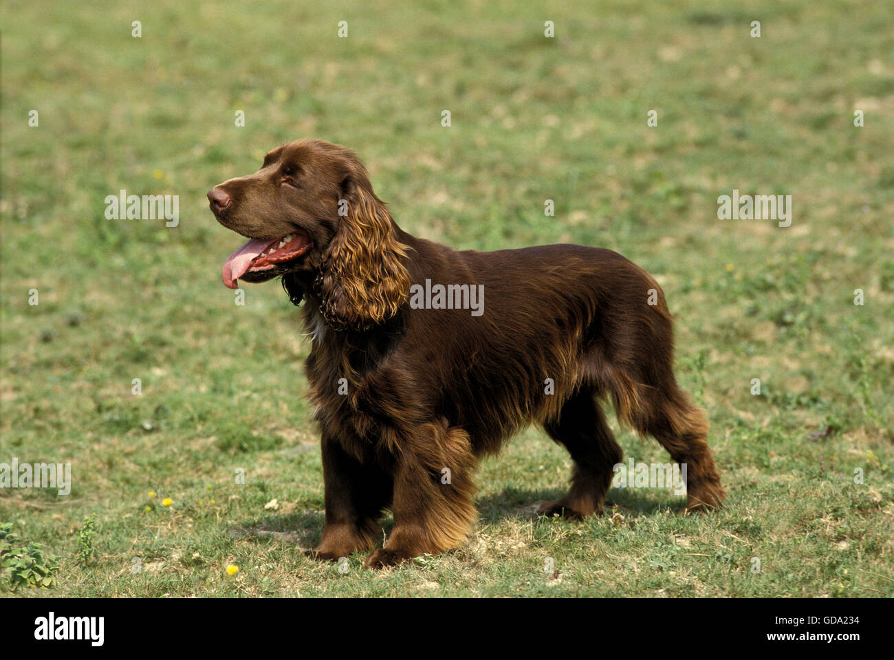 Field Spaniel High Resolution Stock Photography And Images Alamy