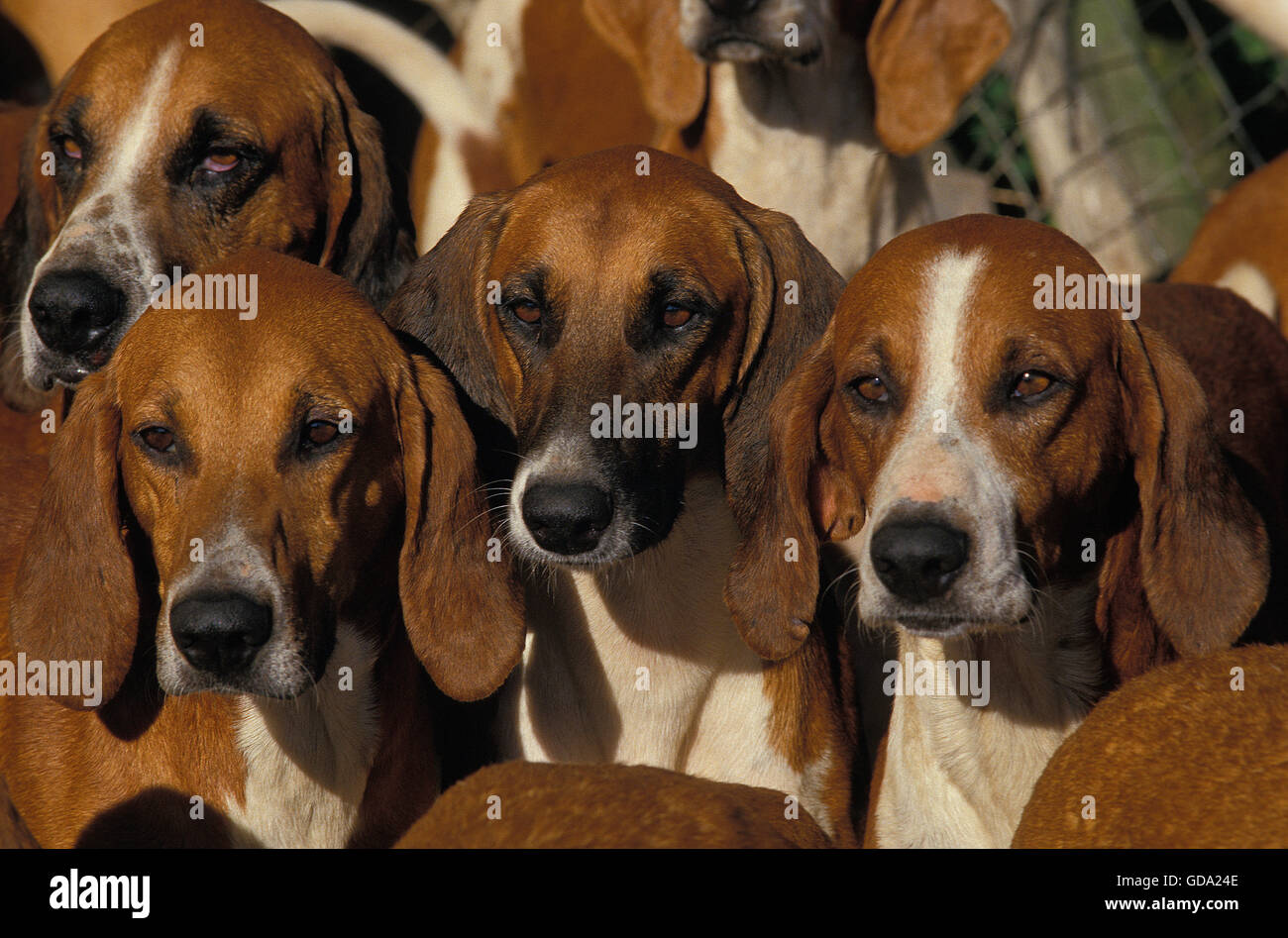 Portraits of Poitevin Dog Stock Photo