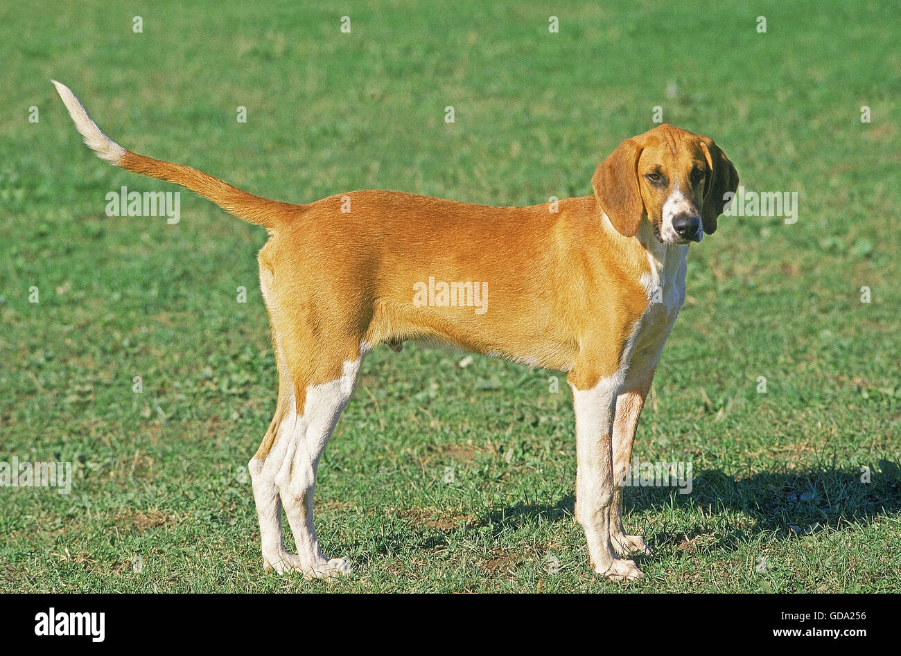 Poitevin Dog Male Standing On Grass Stock Photo Alamy