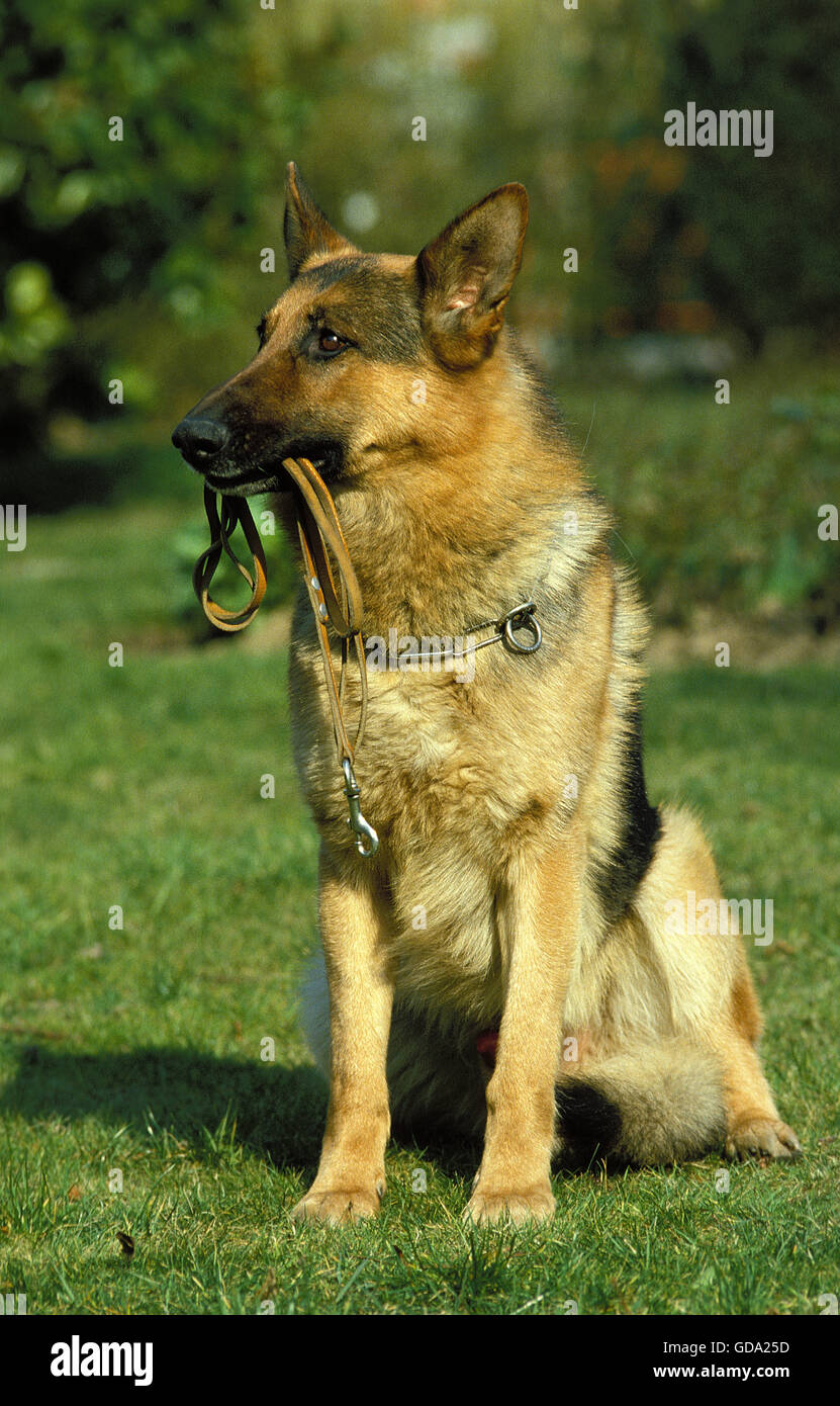 German shepherd dog carrying leash in its mouth hires stock