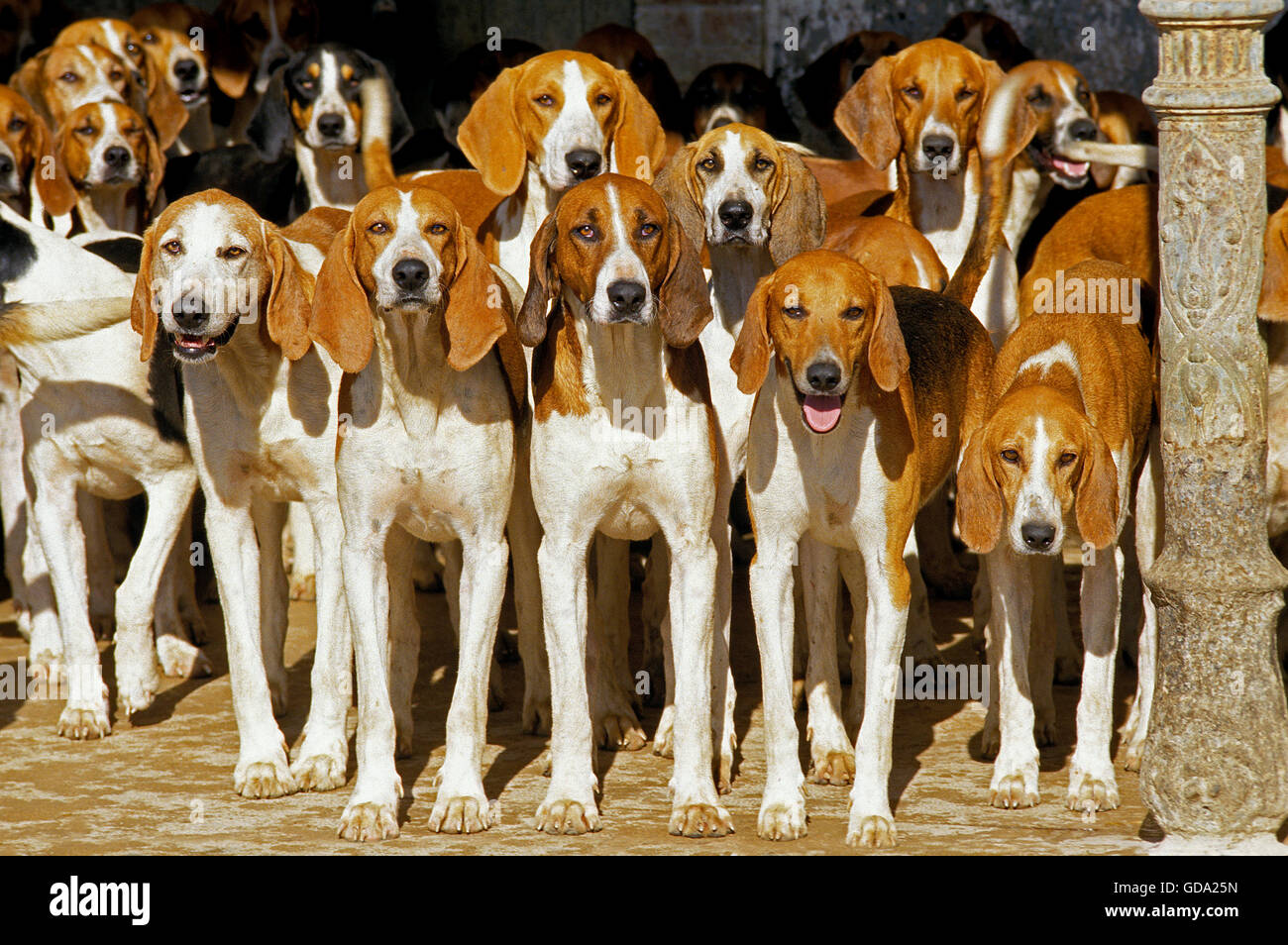 POITEVIN DOG, PACK OF HOUNDS Stock Photo
