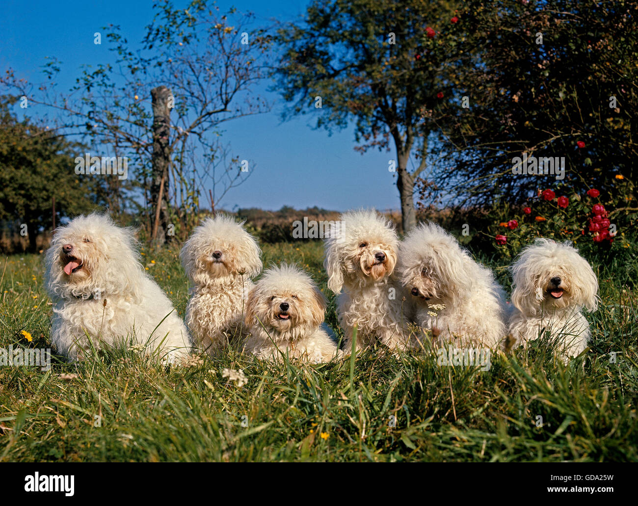 Bichon Frise Dog, Adults on Grass Stock Photo