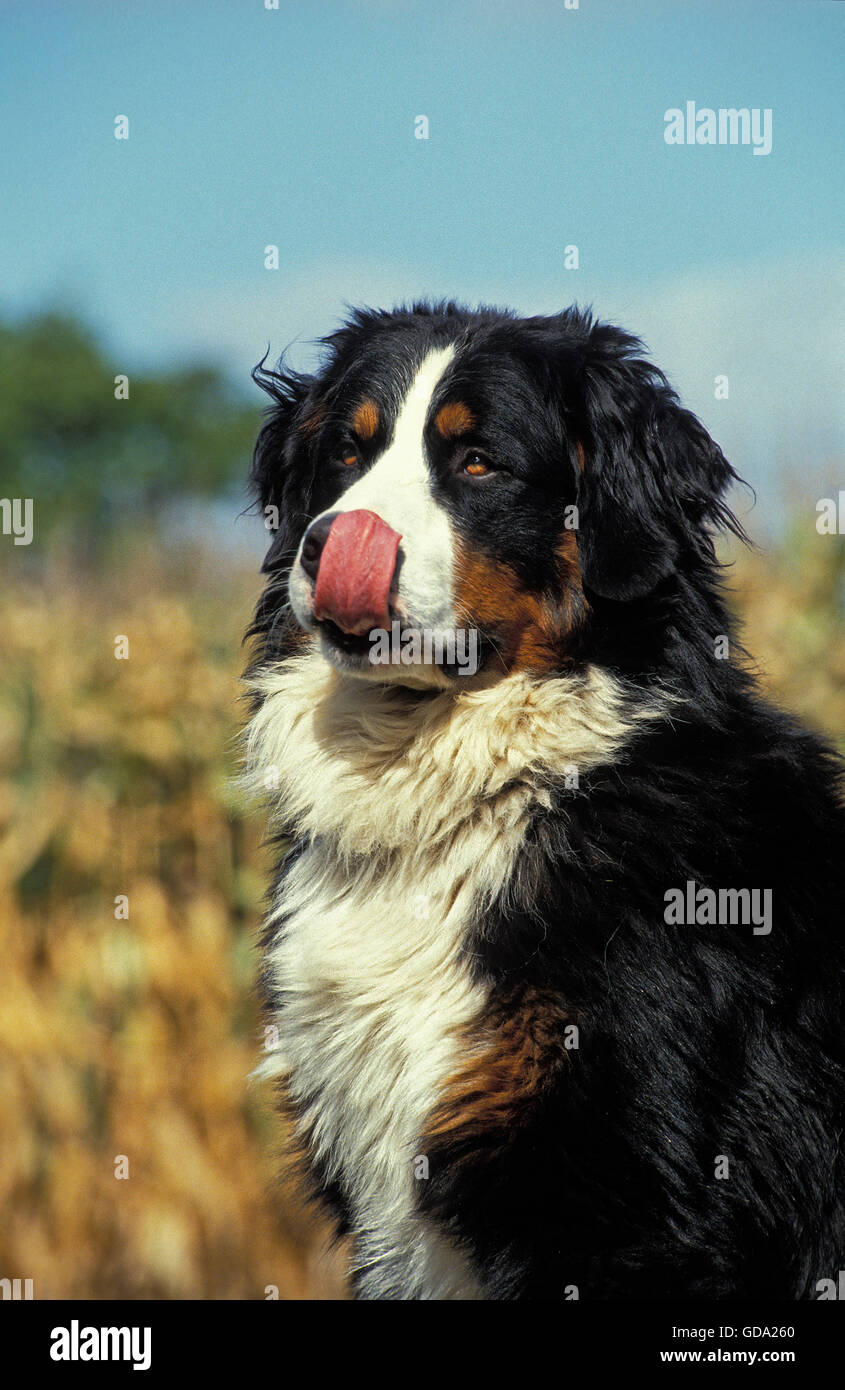 Bernese mountain dog licking its chops hires stock photography and