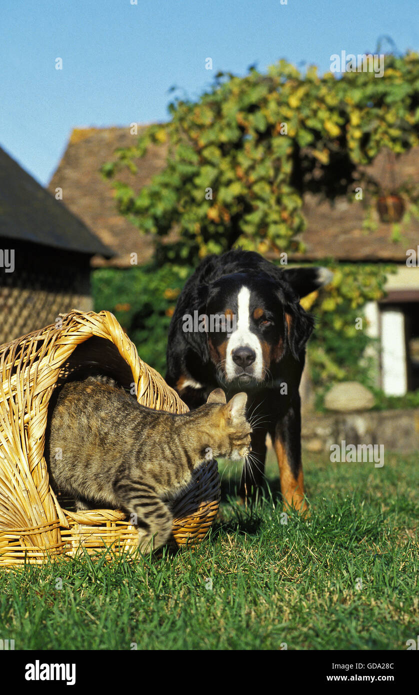 Bernese Mountain Dog and Domestic Cat in Basket Stock Photo