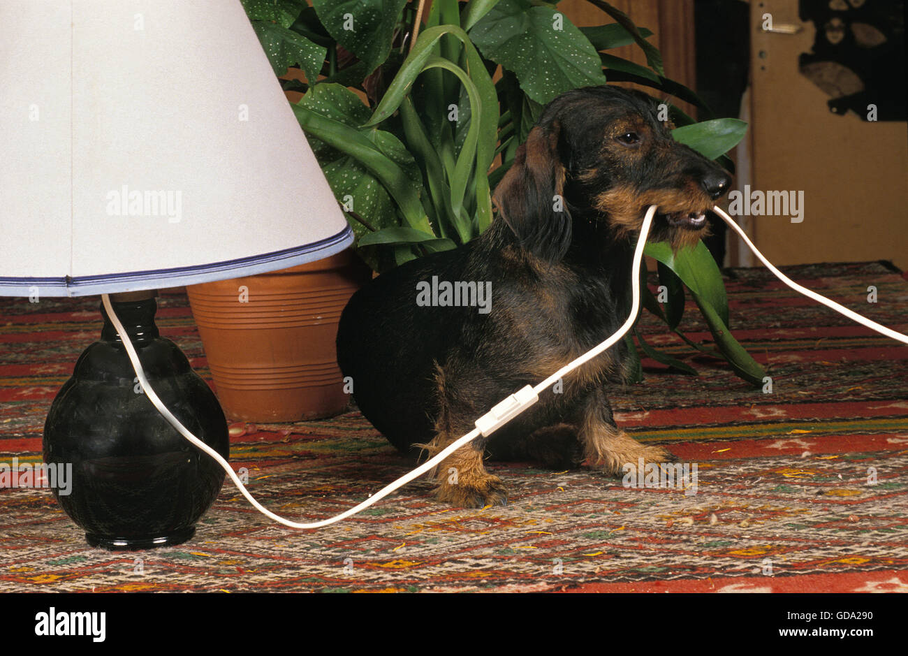 Wire-Haired Dachsund, Pup playing with Wire Stock Photo