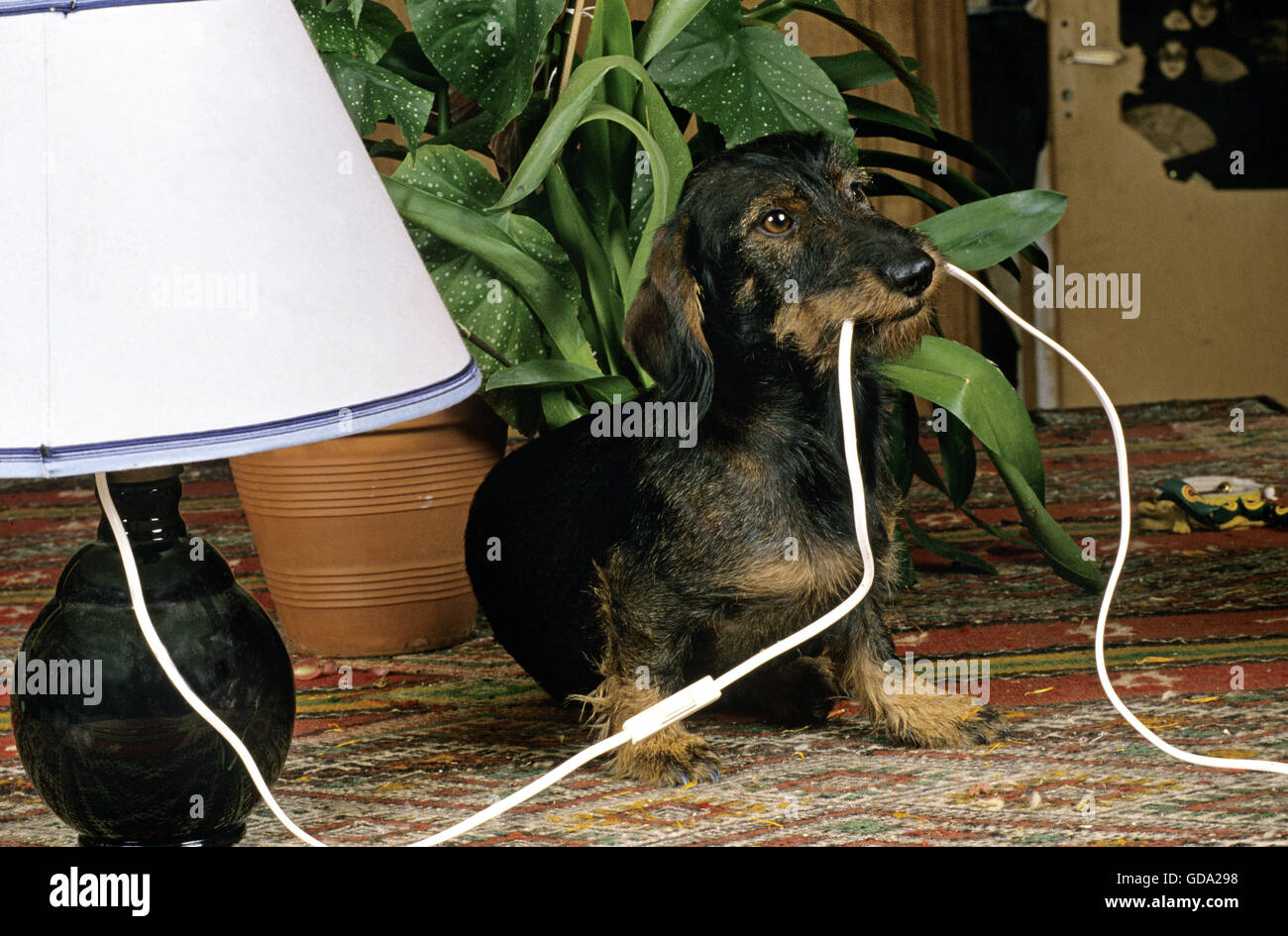 Wire-Haired Dachshund playing with Electric Wire Stock Photo