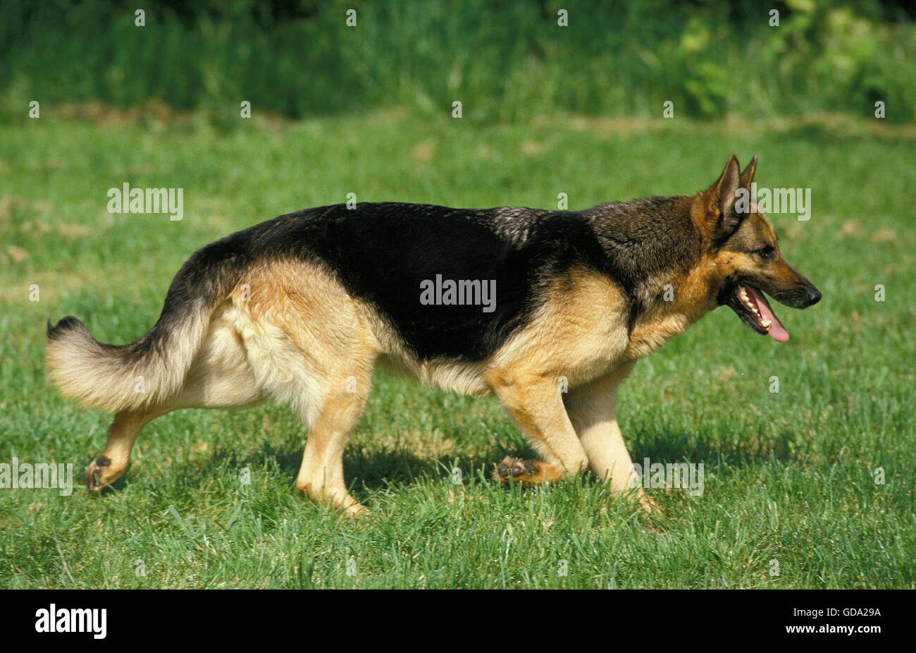 German shepherd walking discount