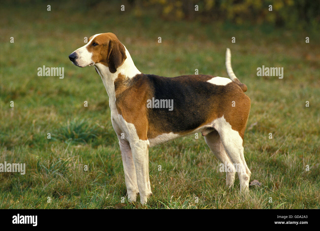Poitevin Dog, Male Stock Photo