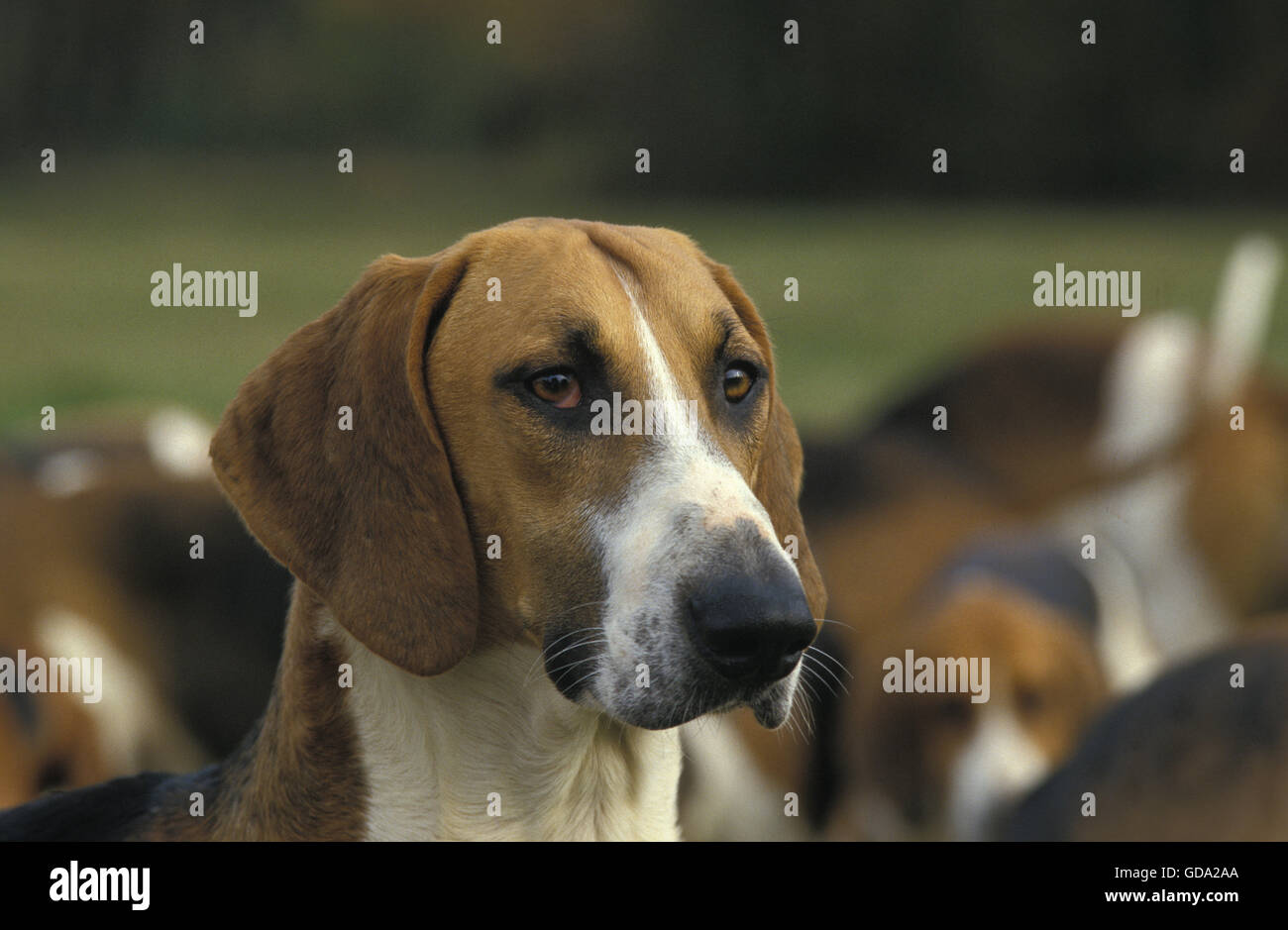 Poitevin Dog Stock Photo
