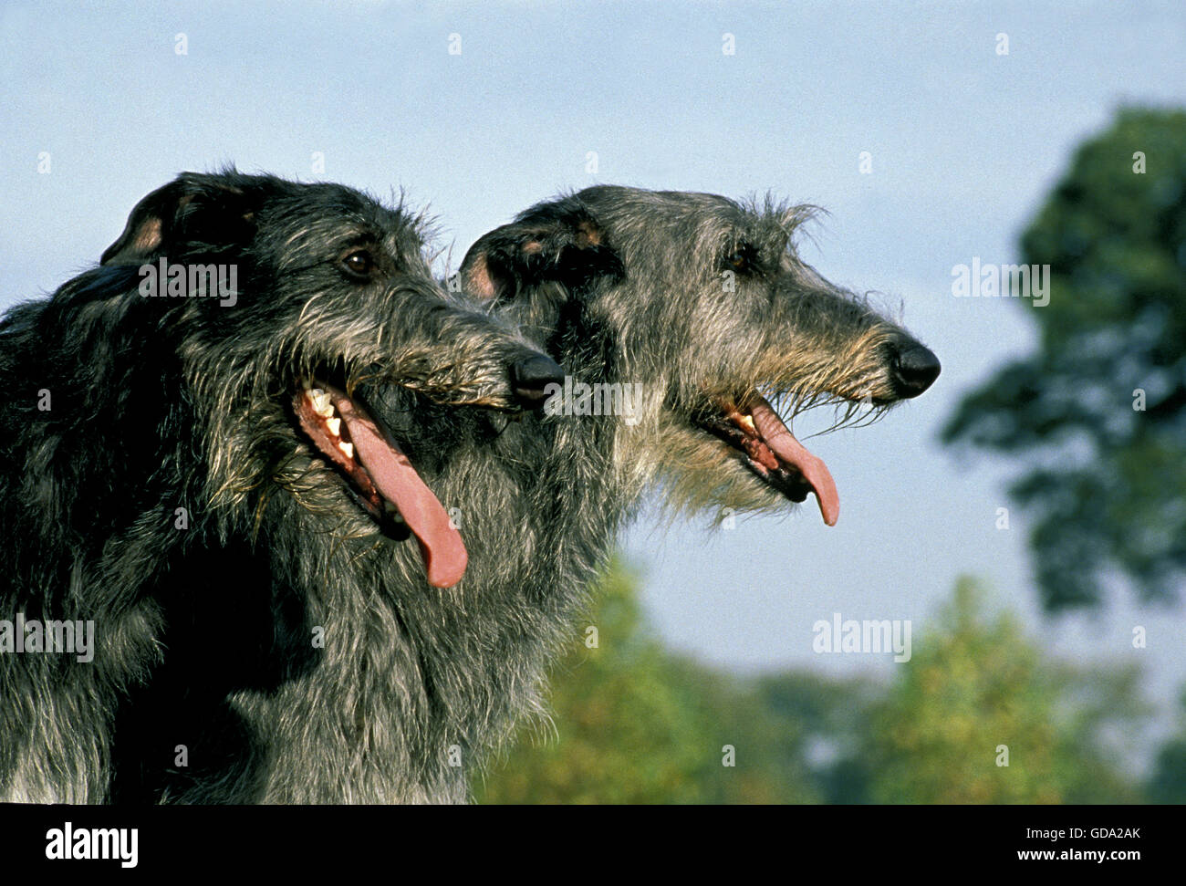 Irish Wolfhound, Portrait of Adult with Tongue out Stock Photo