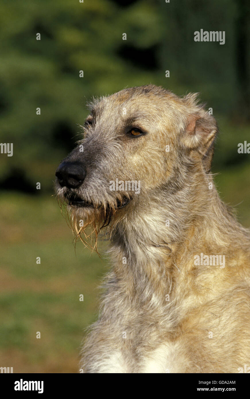 Irish Wolfhound, Portrait of Adult Stock Photo