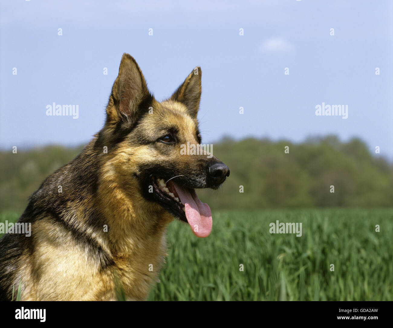 German Shepherd Dog, Portrait Stock Photo