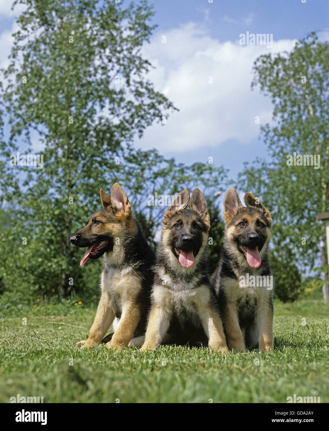 German Shepherd Dog, Puppies Stock Photo