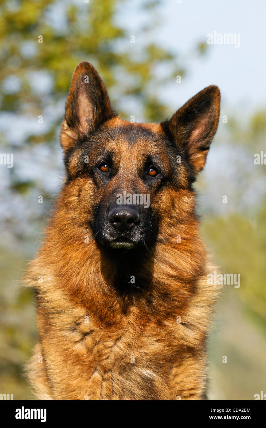 German Shepherd Dog, Portrait of Adult Stock Photo