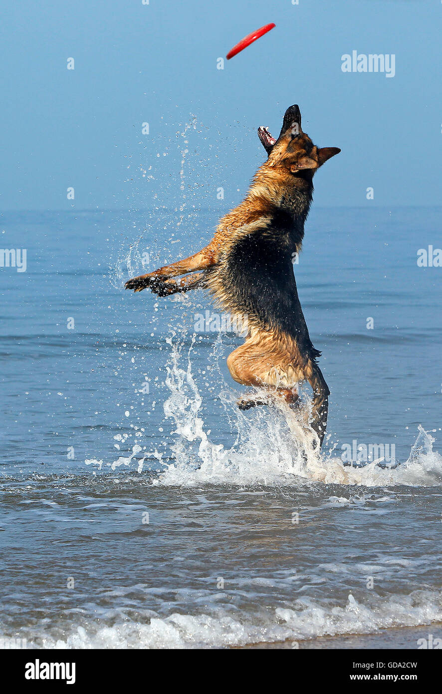 german shepherd frisbee