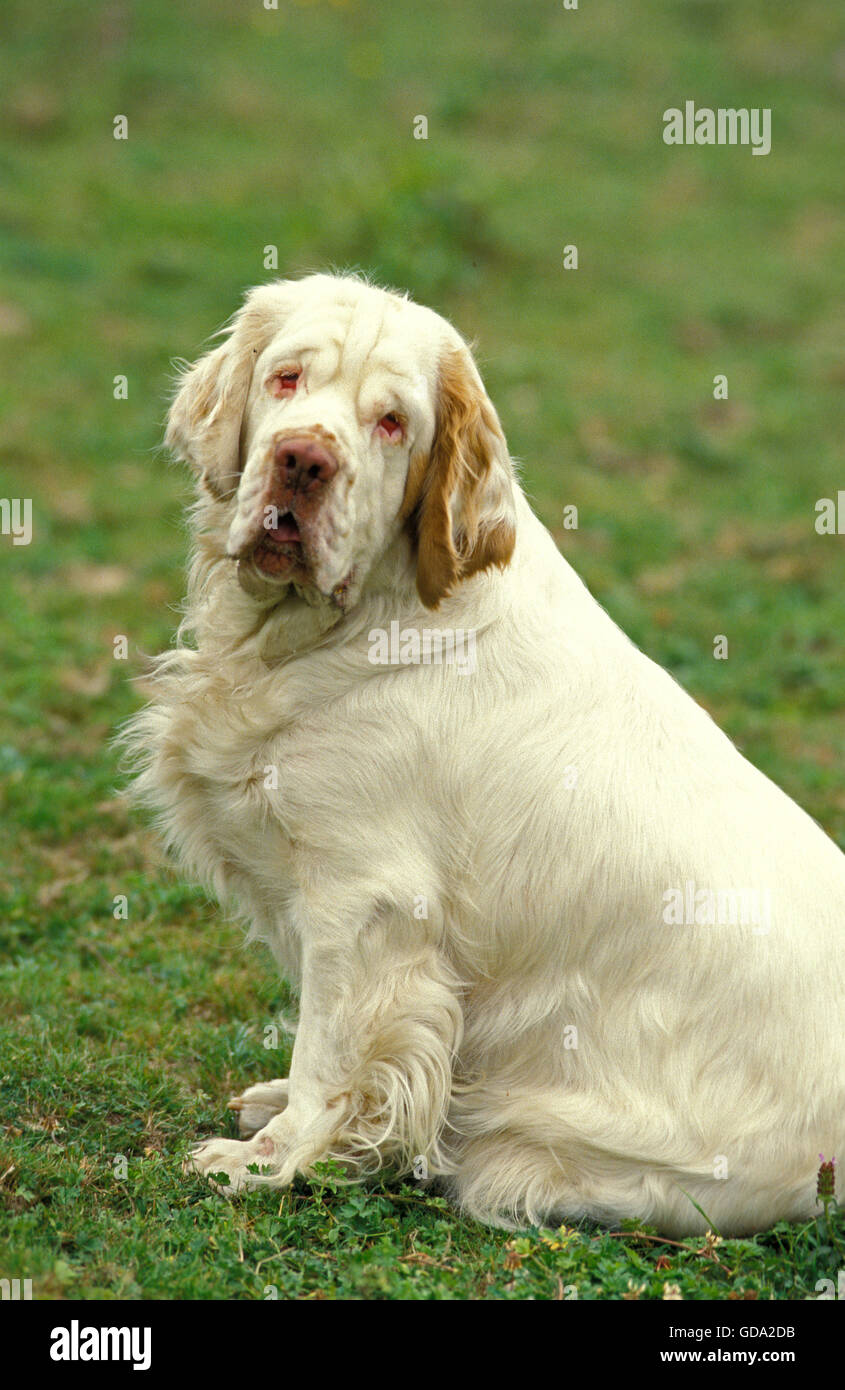 Clumber Spaniel Dog sitting on Grass Stock Photo
