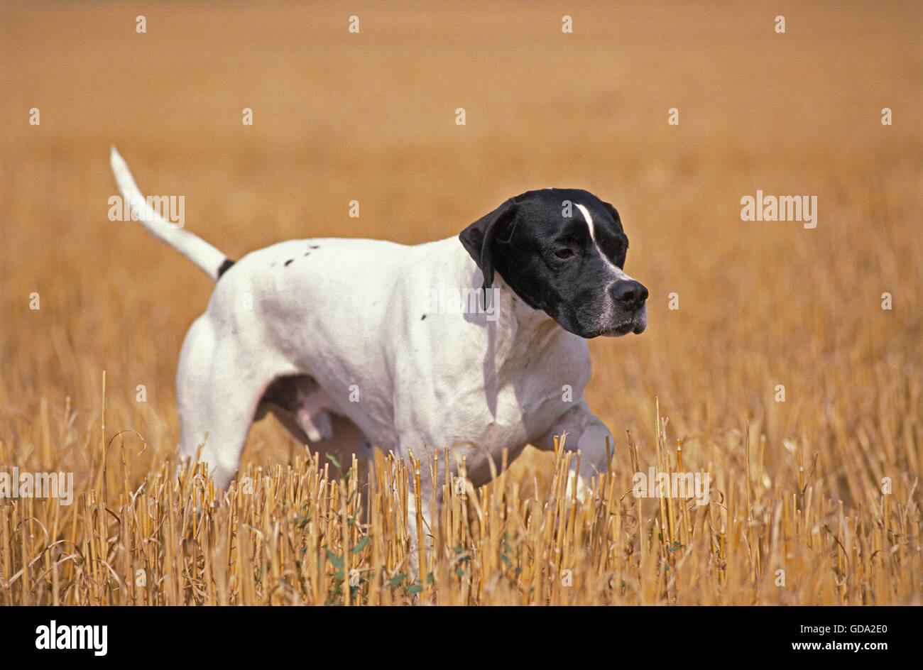 Male Pointer Dog in a Wheat Field Stock Photo