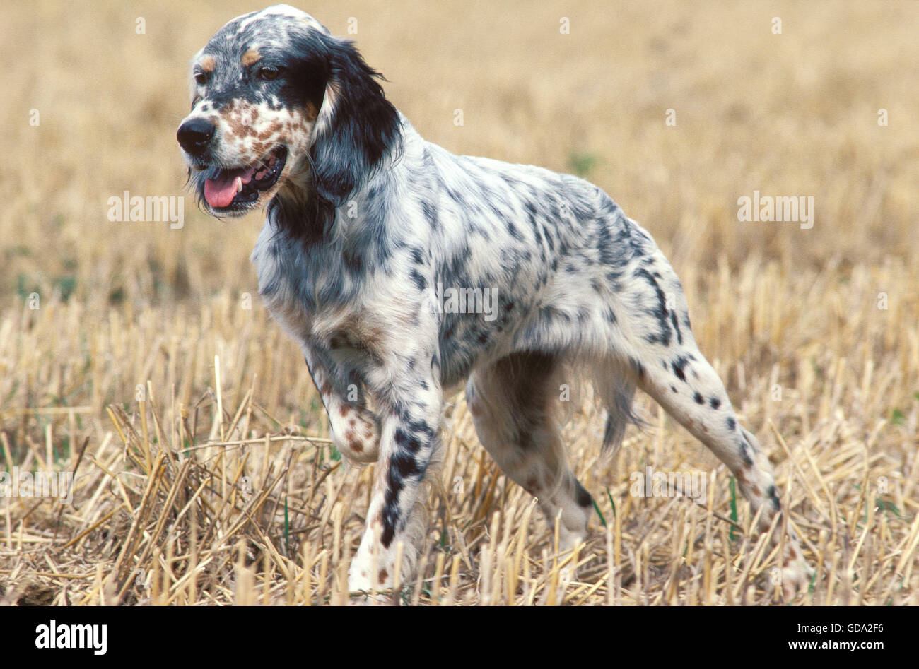 English Setter Dog in Field Stock Photo