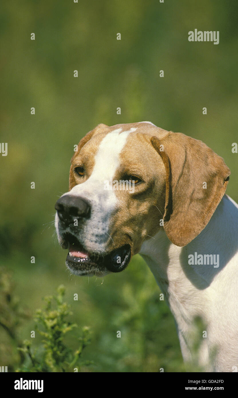 Portrait of Pointer Dog Stock Photo