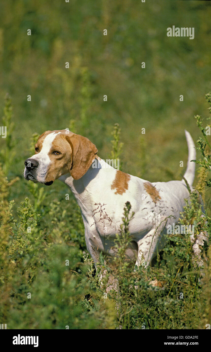 Pointer Dog in Long Grass Stock Photo