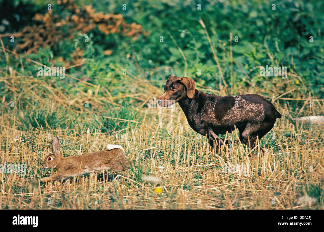 German Short Haired Pointer Hunting A Rabbit Stock Photo