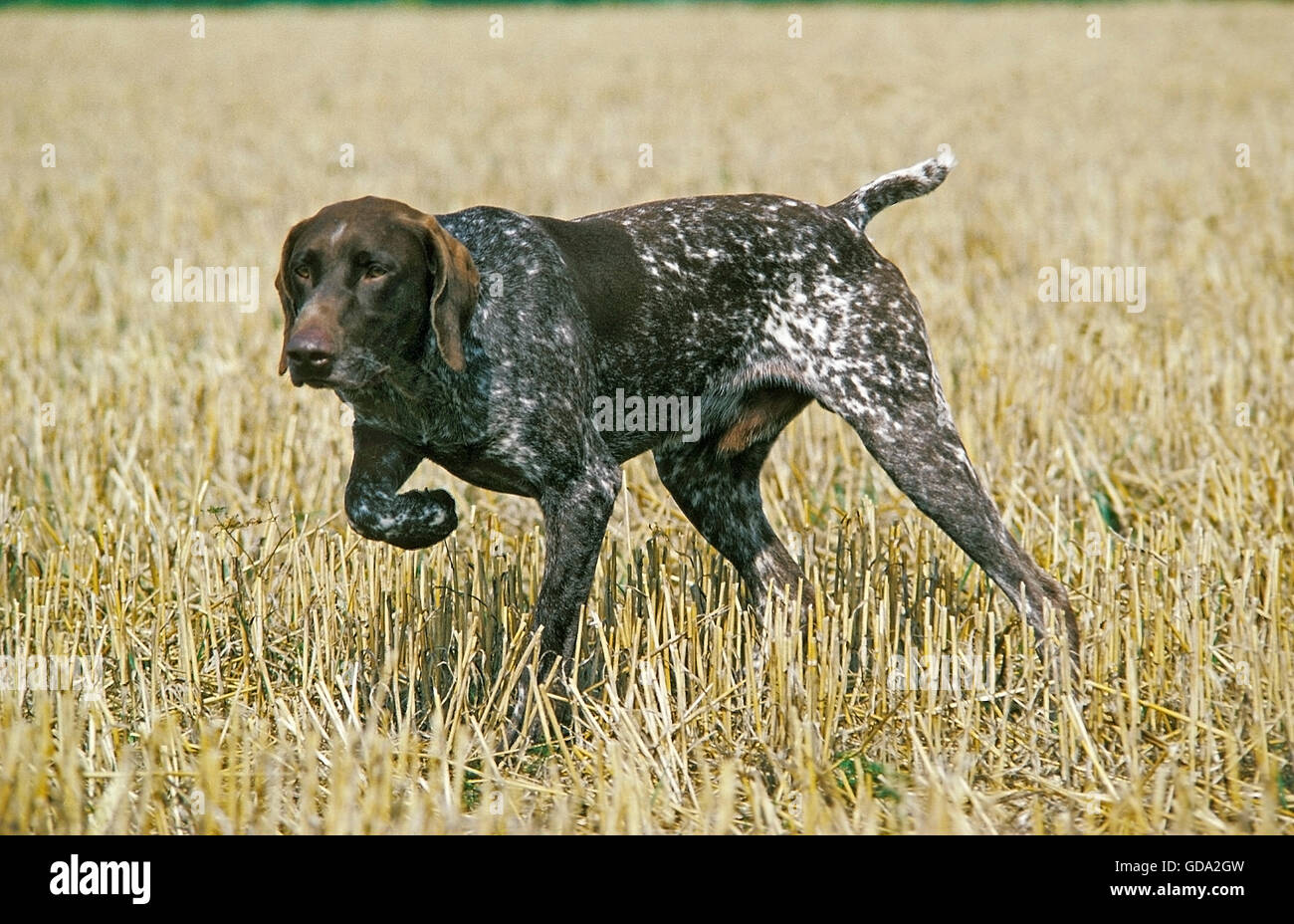German Short-Haired Pointer Dog , Dog Pointing Stock Photo