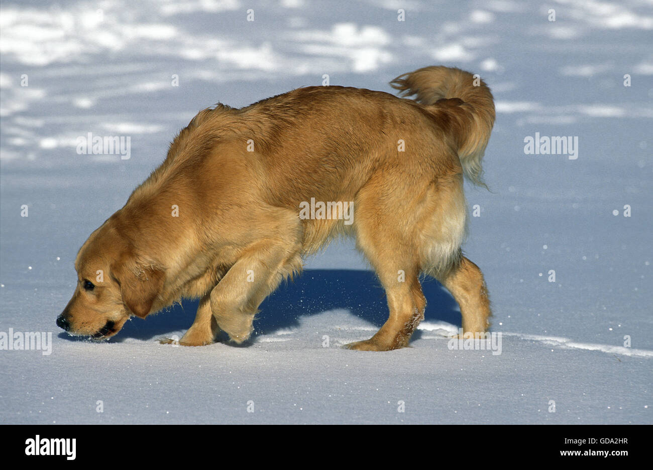 Golden Retriever, Dog walking on Snow Stock Photo Alamy