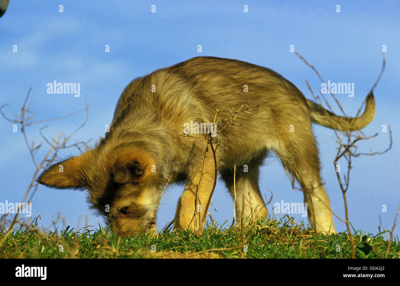Picardy Shepherd Dog, Pup smelling Ground Stock Photo