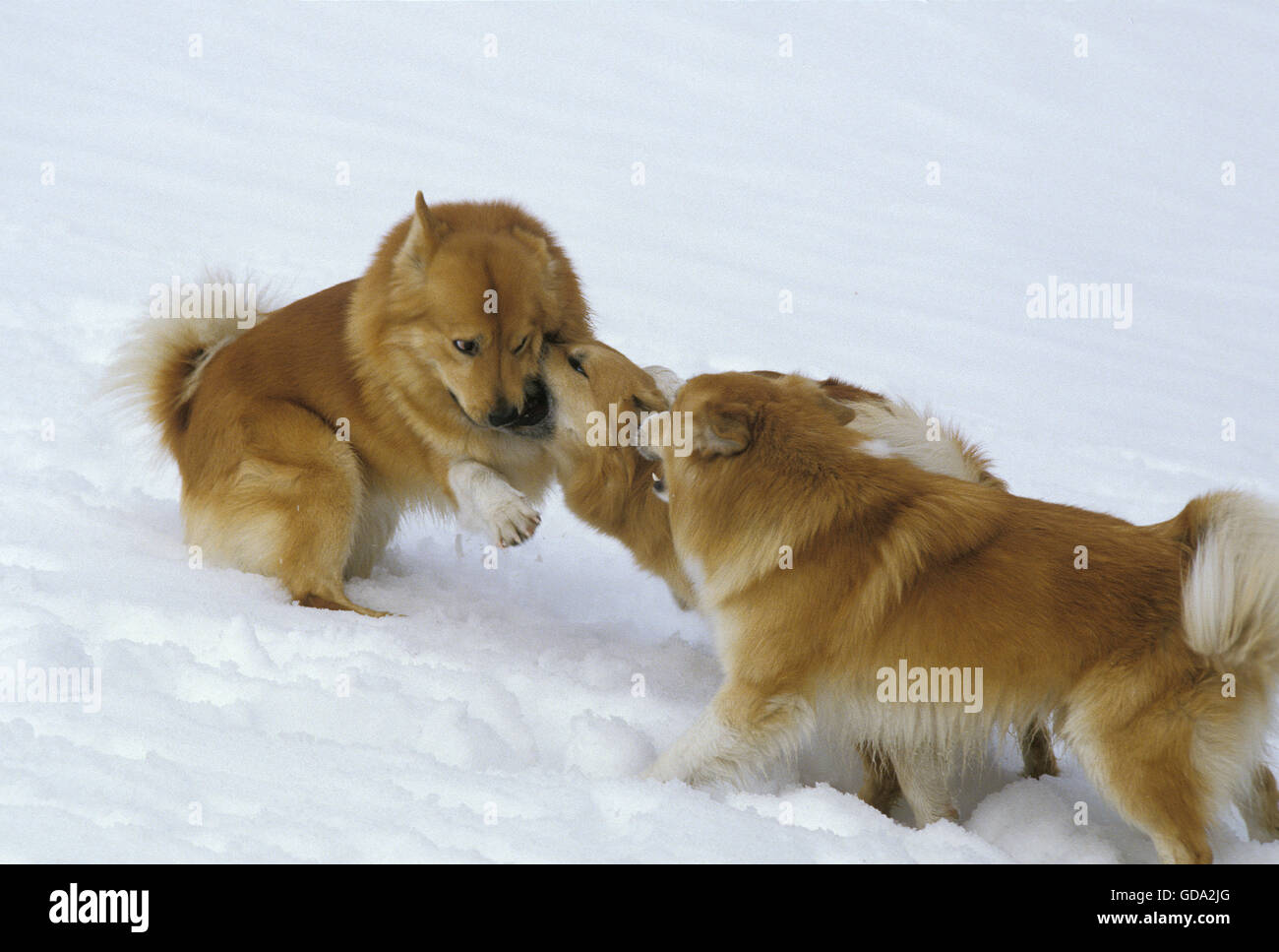 Iceland Dog or Icelandic Sheepdog, Adults playing on Snow Stock Photo