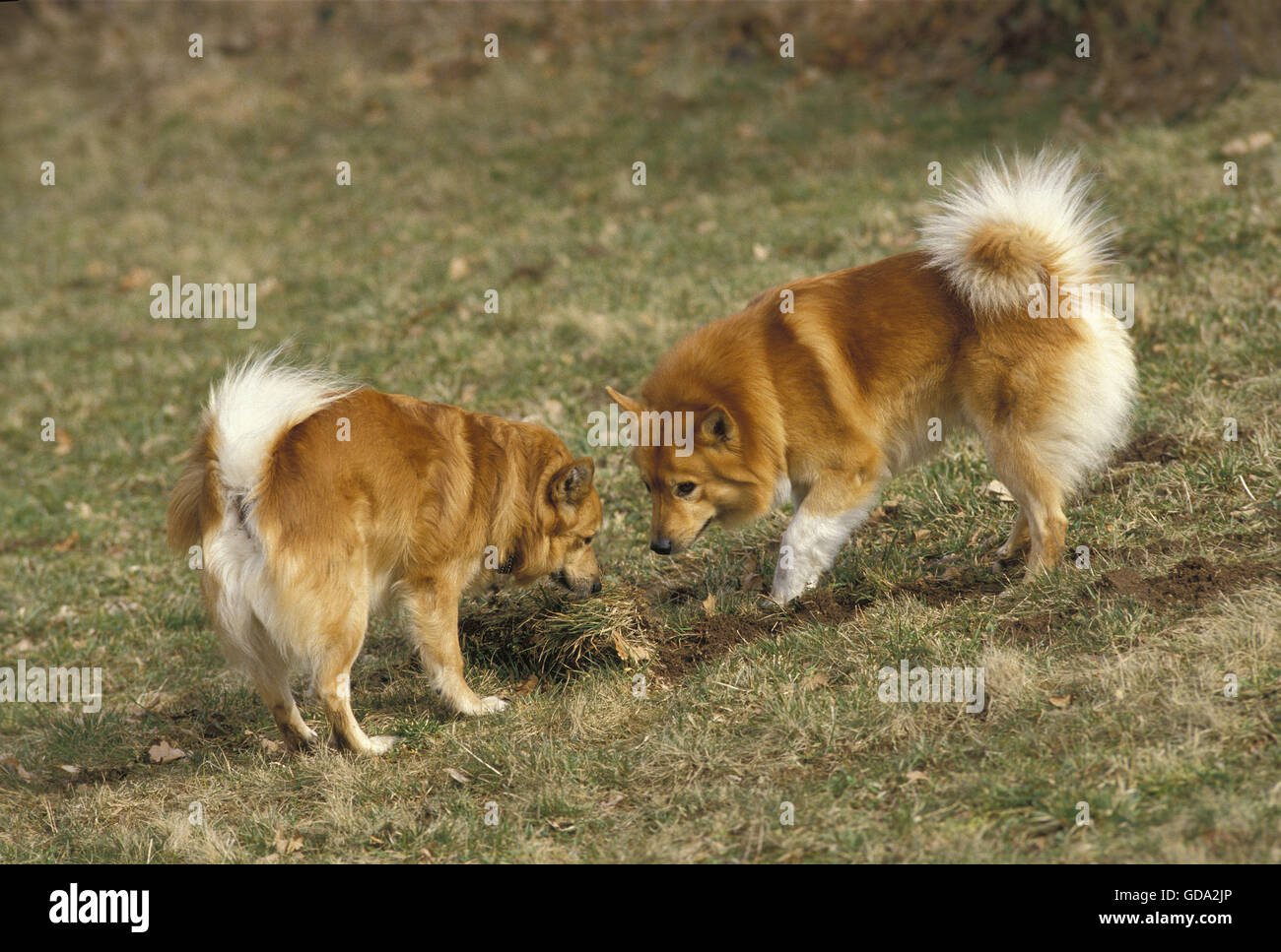 Iceland Dog or Icelandic Sheepdog on Grass Stock Photo