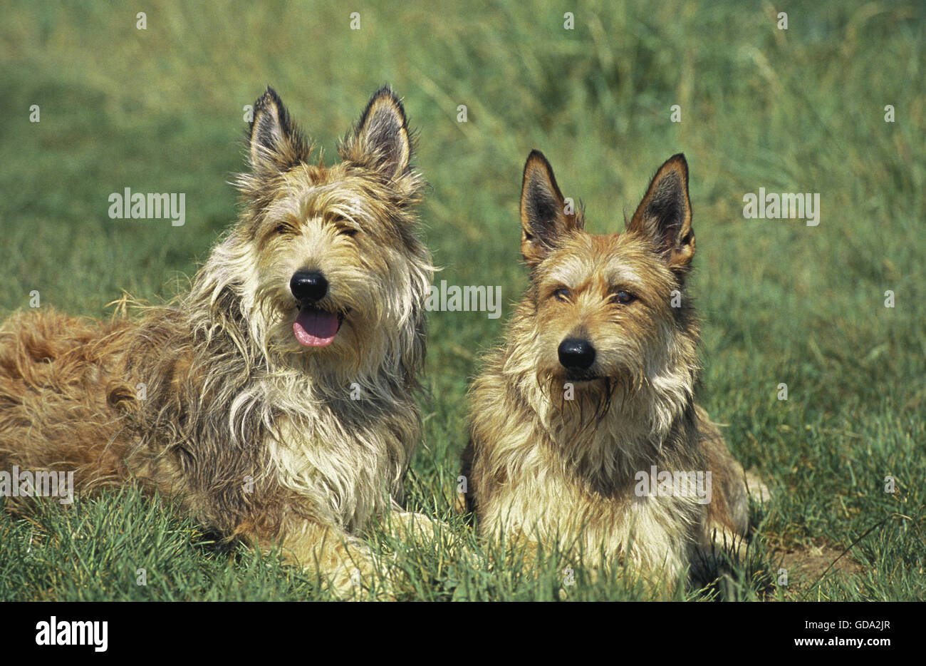 Picardy Shepherd Dog, Adults laying on Grass Stock Photo