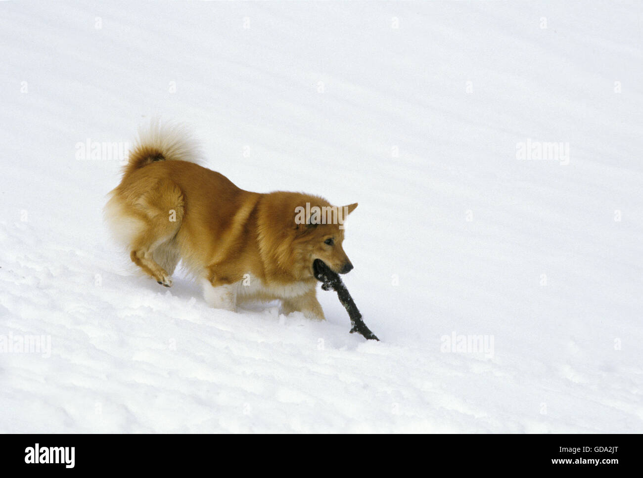 Iceland Dog or Icelandic Sheepdog playing in Snow with a Stick of Wood Stock Photo