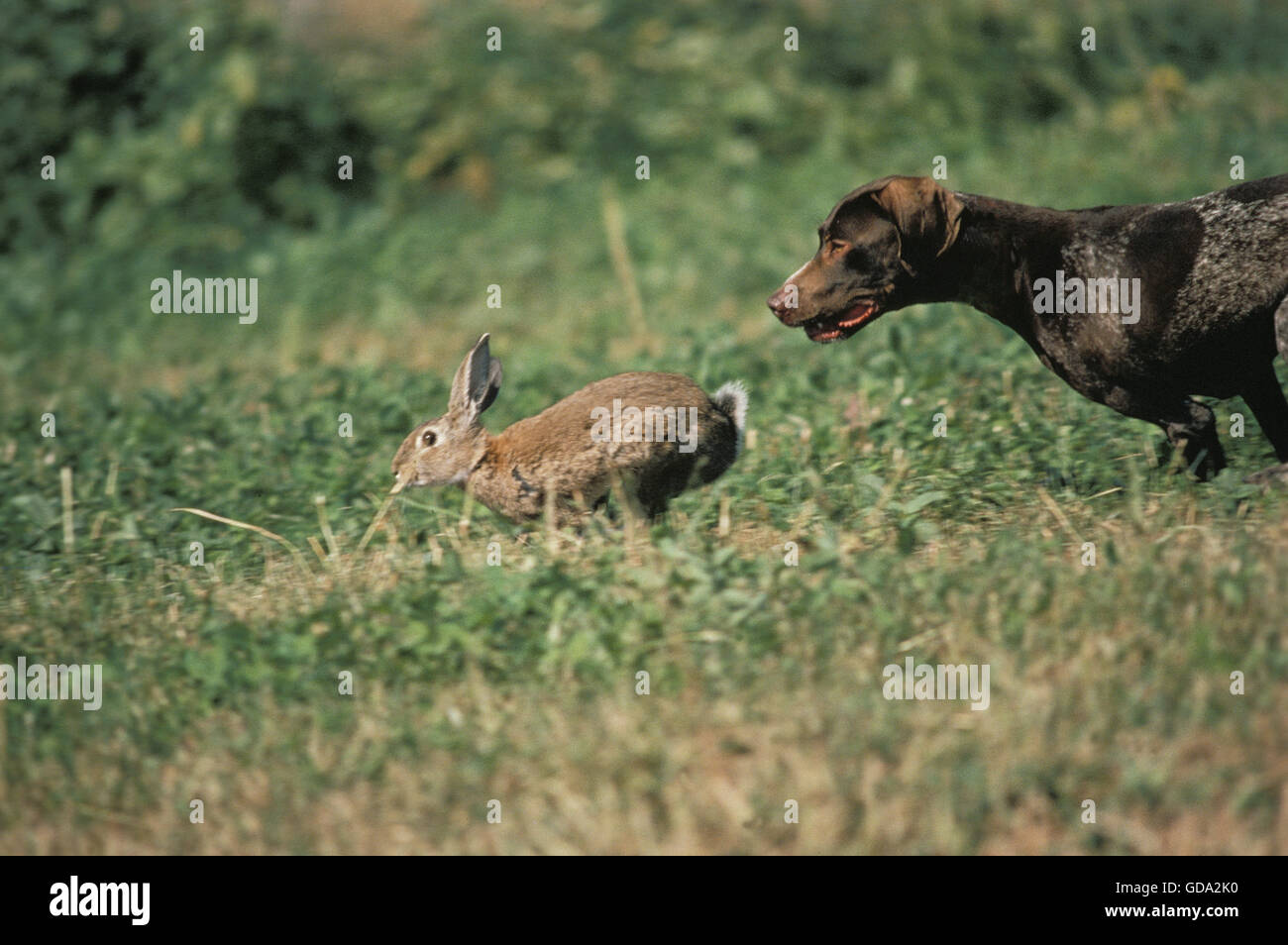German Short Haired Pointer Hunting Wild Rabbit Oryctolagus Stock
