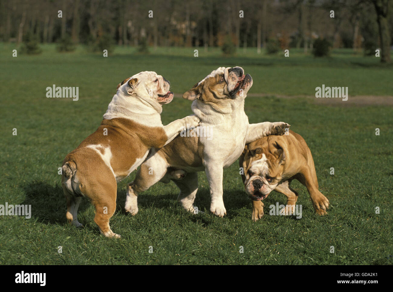 English Bulldog, Dogs playing on Grass Stock Photo