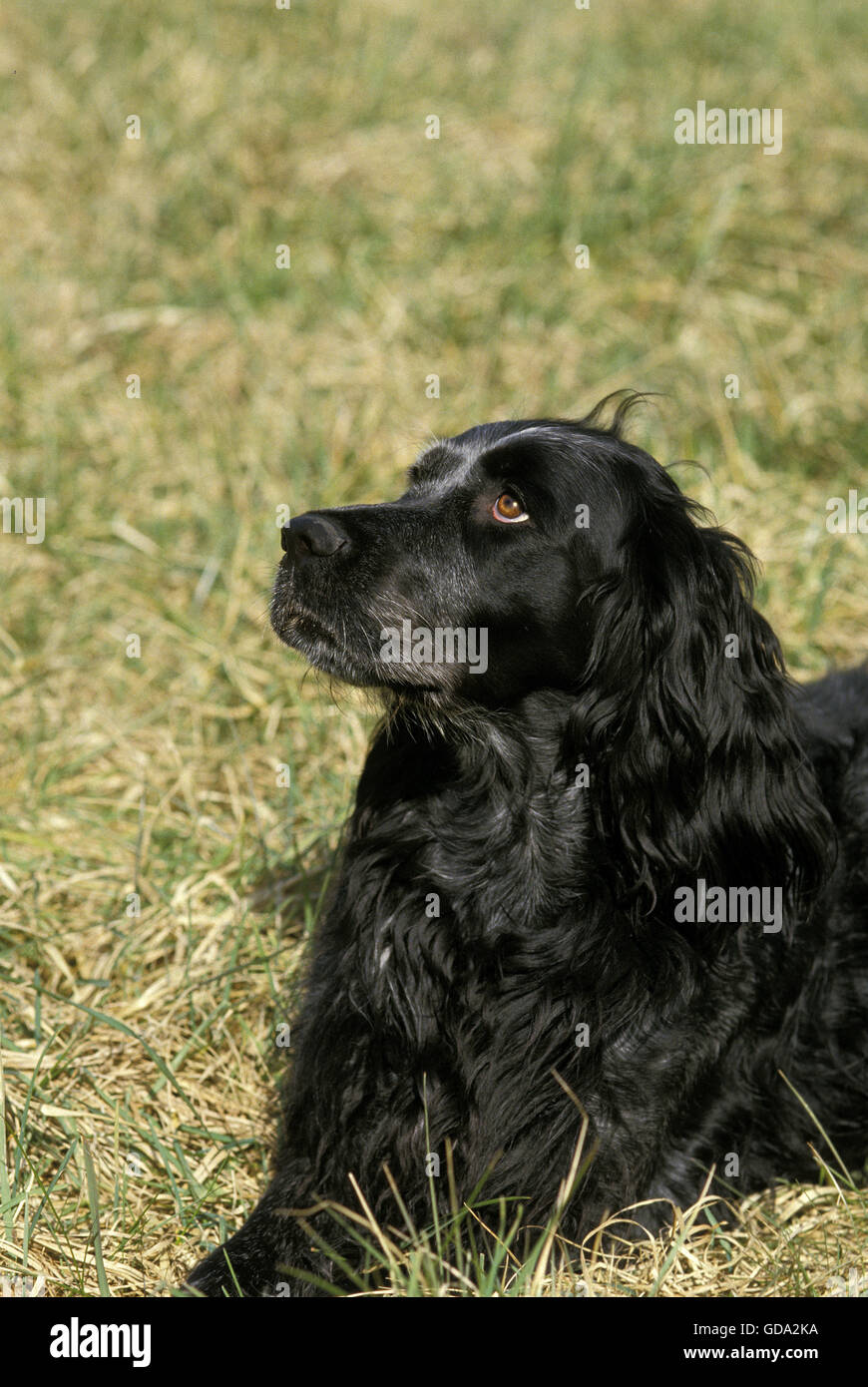 Blue Picardy Spaniel Dog Laying On Grass Stock Photo Alamy