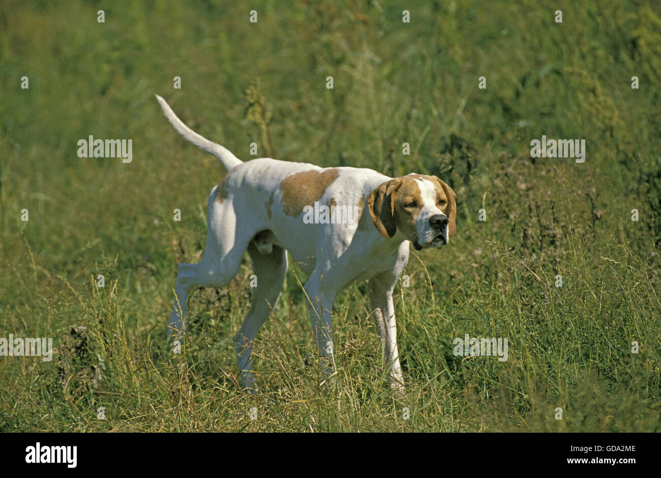 Male Pointer Dog in Field Stock Photo