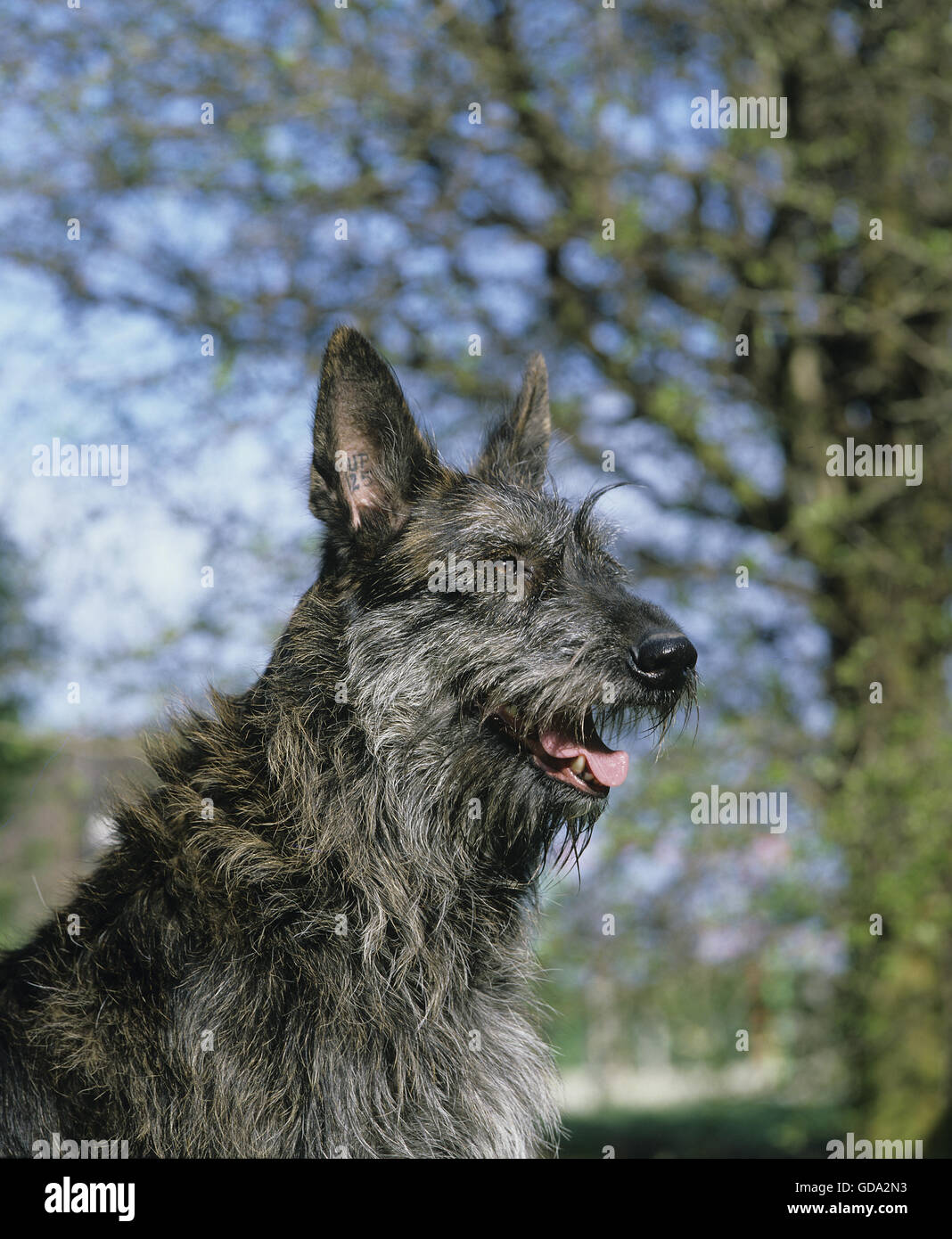 Picardy Shepherd Dog, Portrait of Adult Stock Photo