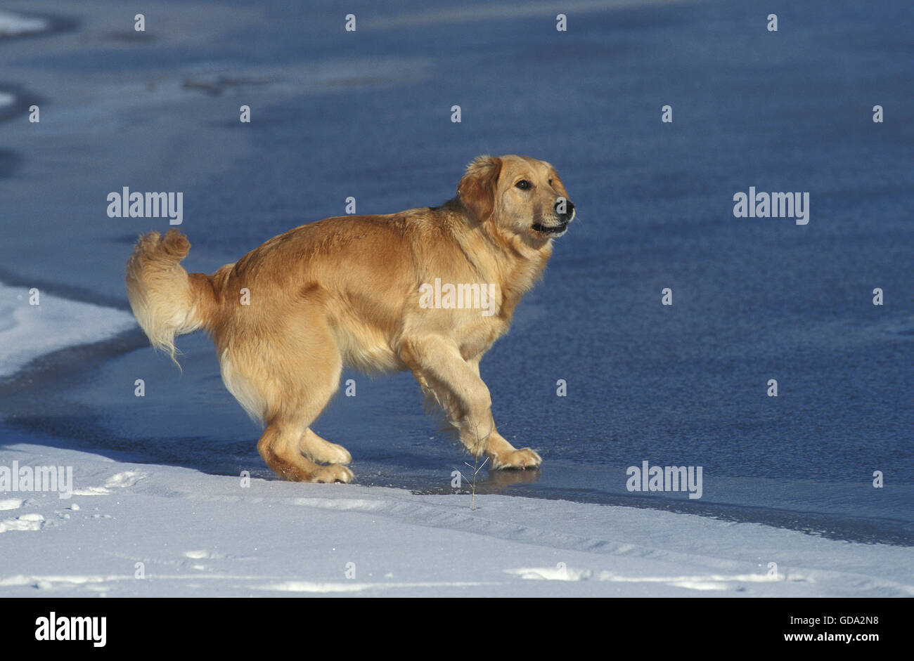 Golden Retriever, Dog on Snow Stock Photo