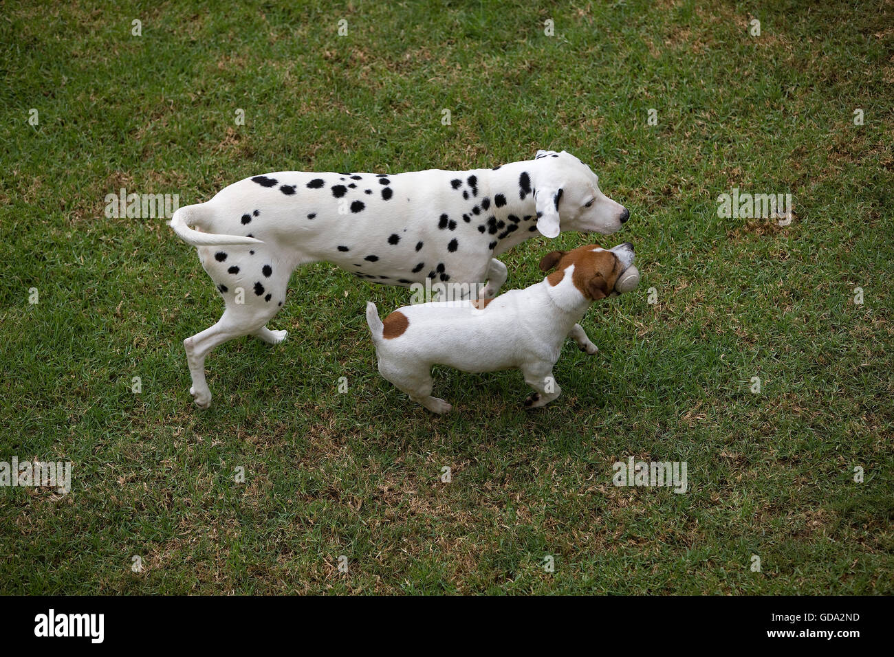 JACK RUSSELL TERRIER AND DALMATIAN PLAYING IN A GARDEN Stock Photo