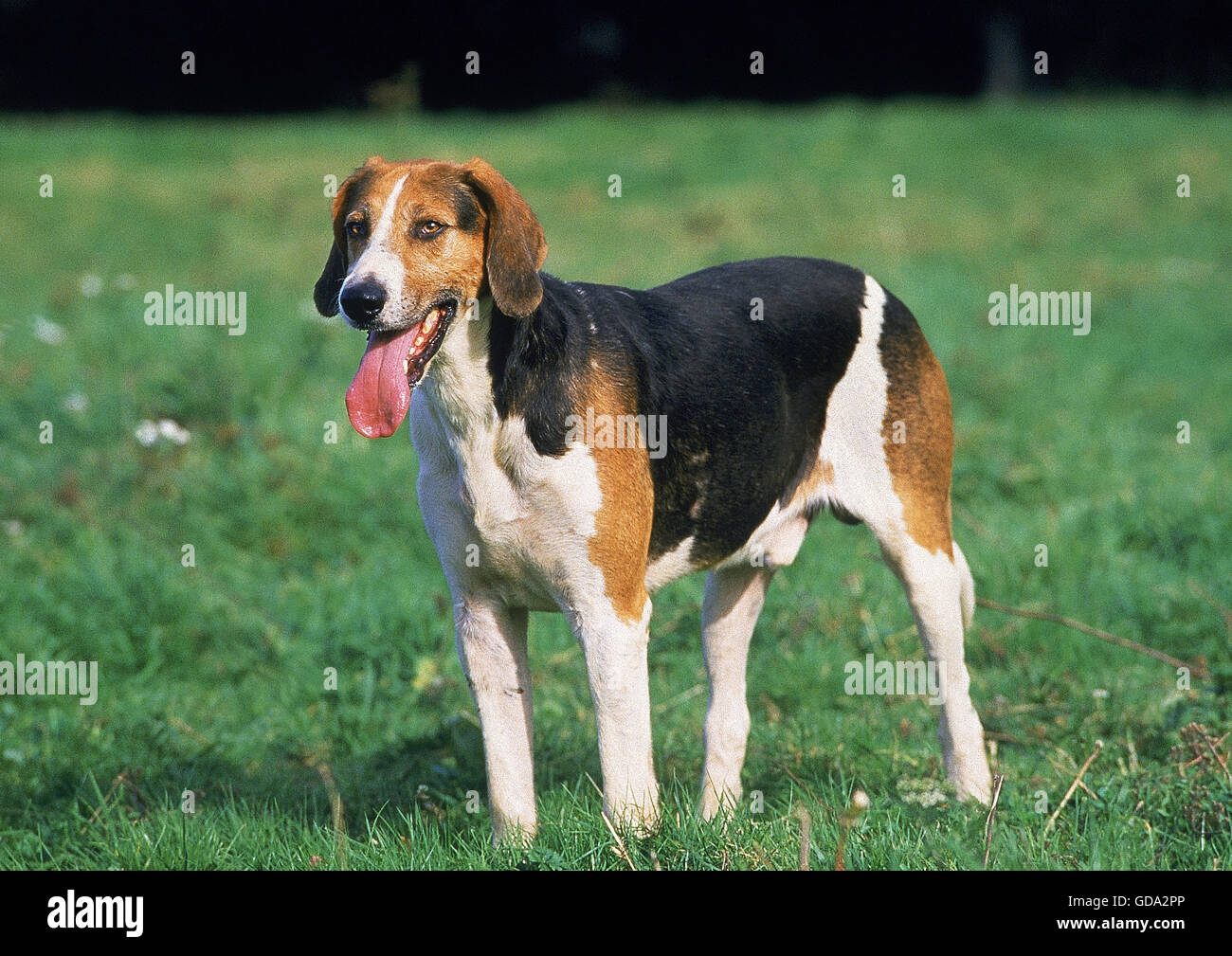 ENGLISH FOXHOUND, ADULT ON GRASS Stock Photo