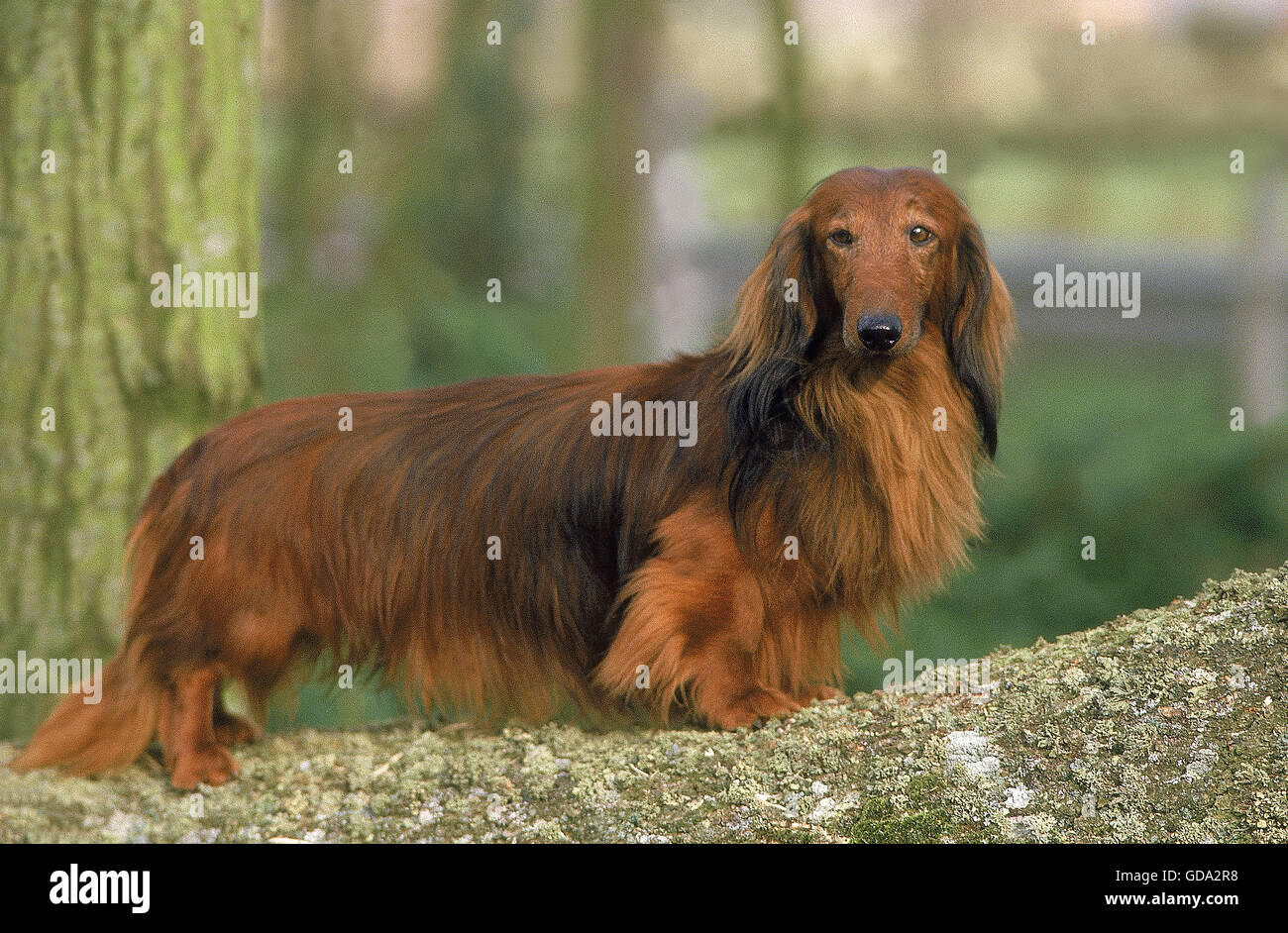 LONG-HAIRED DACHSHUND, ADULT Stock Photo