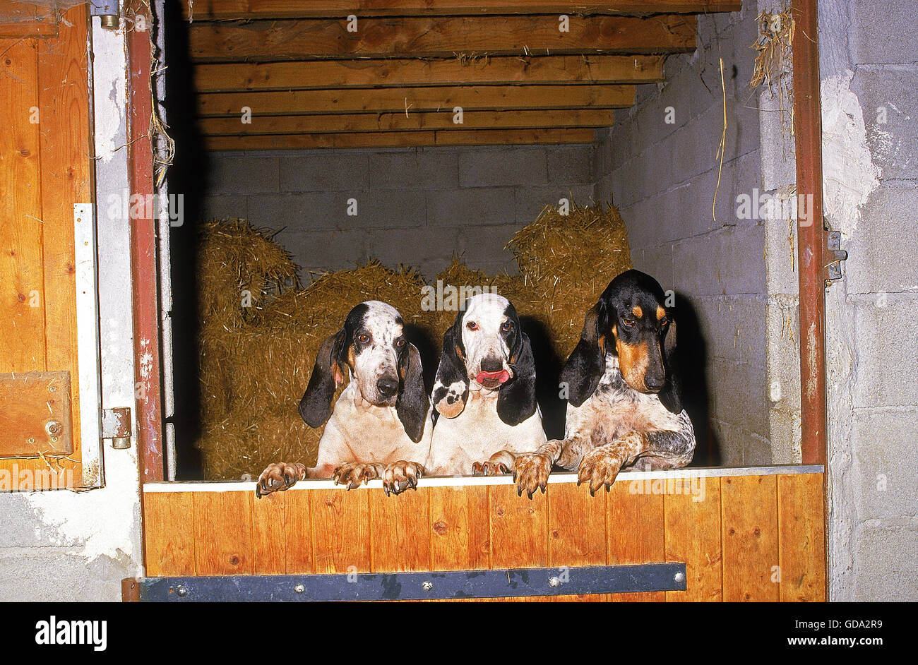 SMALL GASCON SAINTONGEOIS DOG, THREE ADULTS IN A HORSE BOX Stock Photo