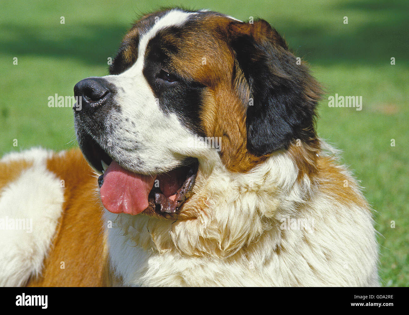 Are St Bernards Intelligent Dogs